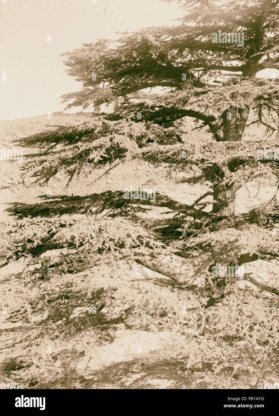 Les cèdres du Liban, Cedrus libani Barr. Branches de cèdre avec les cônes. 1900, au Liban Banque D'Images