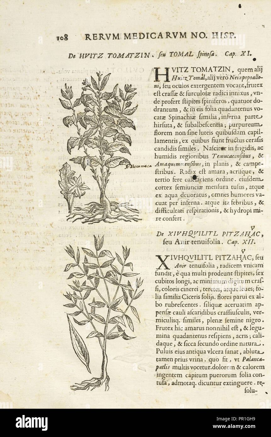 Page 108, Rervm medicarvm thesavrvs Plantarvm Novae Hispaniae animalivm mineralivm mexicanorvm sev historia, Hernández Banque D'Images