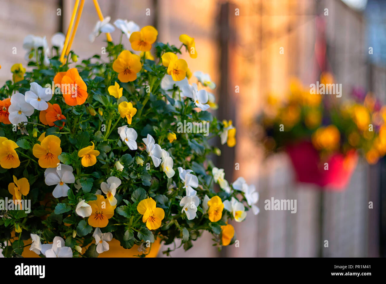 Fleurs suspendues dans le jardin Banque D'Images