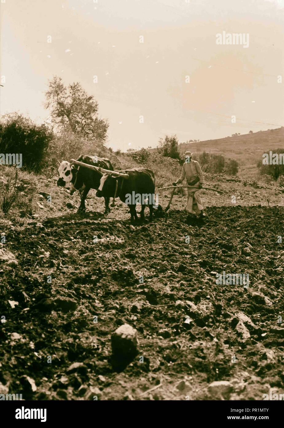 Types de paysans de labourer. (Avec palonnier de bétail. Les vaches et les bœufs sont tous deux utilisés) 1898, au Moyen-Orient, Israël et/ou Palestine Banque D'Images