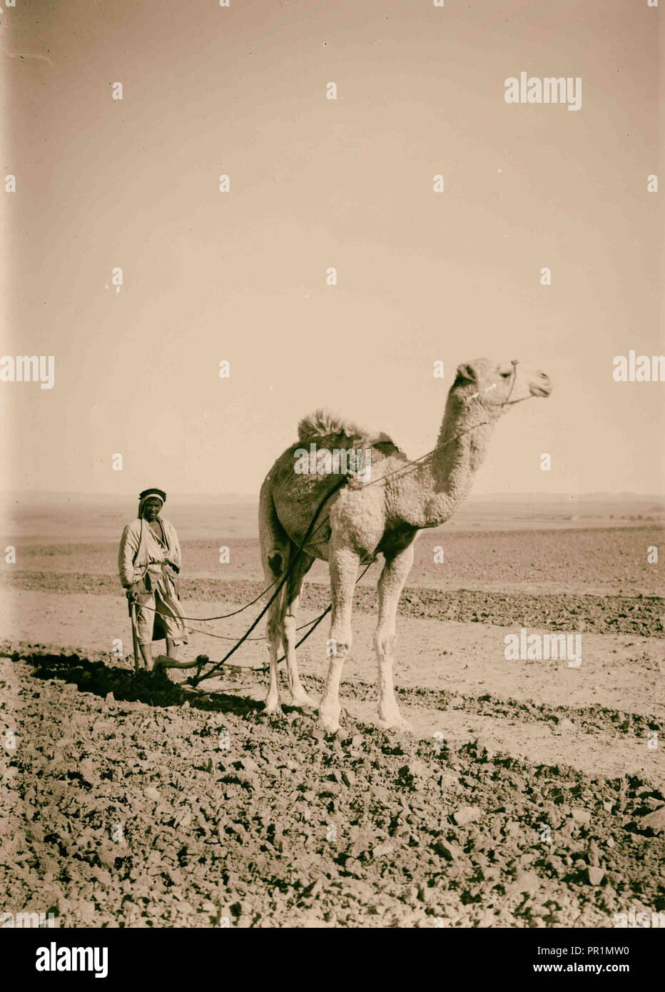 Types de paysans. Le labour sur la plaine de Sharon. Bedouin (labourage avec un chameau). 1920, Israël Banque D'Images