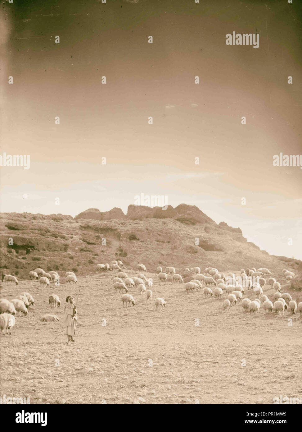 Types paysan Berger et troupeau. Tôt le matin (scène) 1898, au Moyen-Orient, Israël et/ou Palestine Banque D'Images