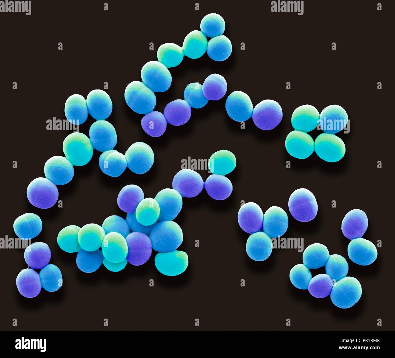 Staphylococcus aureus. Couleur de l'analyse des électrons Microphotographie (SEM) des Staphylococcus aureus. Ces bactéries à Gram positif de provoquer des infections de la peau et se développent souvent dans ces grappes de petites sphères (coques). S. aureus est extrêmement fréquente chez l'homme, vivre sans danger sur la peau et l'intérieur du nez, de la gorge et du gros intestin. Le traitement est avec des antibiotiques si l'infection est grave. Les variantes de S. aureus (SARM) ont développé une résistance à de nombreux antibiotiques. Agrandissement : x6000 lors de l'impression à 10 centimètres de large. Banque D'Images