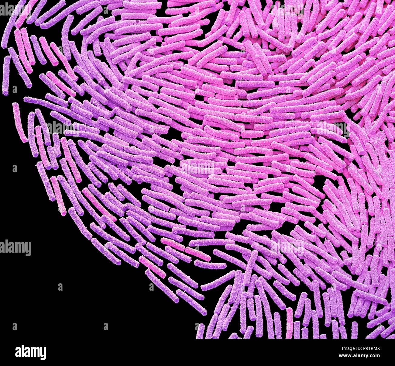 Colonie bactérienne Bacillus megaterium, couleur de l'analyse des électrons Microphotographie (SEM). Cette forme de tige des bactéries Gram positif se retrouve dans le sol. C'est l'une des plus grandes cellules bactériennes, mesurant jusqu'à 4 micromètres de longueur. À cause de cela il est un organisme de recherche populaire pour les bactéries. Agrandissement : x2000 lors de l'impression à 10 centimètres de large Banque D'Images