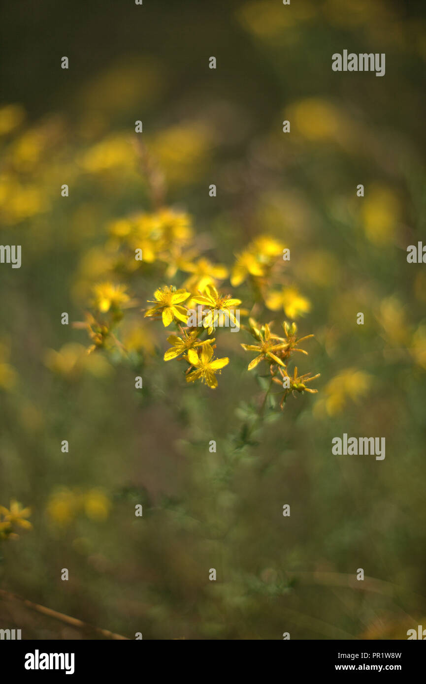 Lumineux et brillant, le millepertuis jaune capitules, une plante médicinale sauvage trouvé en Amérique du Nord, sur un fond vert floue Banque D'Images