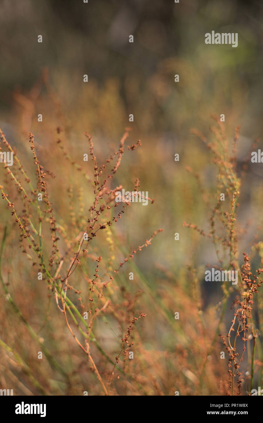 Mouton rouge et vert artistique sorel (Rumex acetosella), les graines d'une plante sauvage en Amérique du Nord, sur un fond chaleureux et floue Banque D'Images