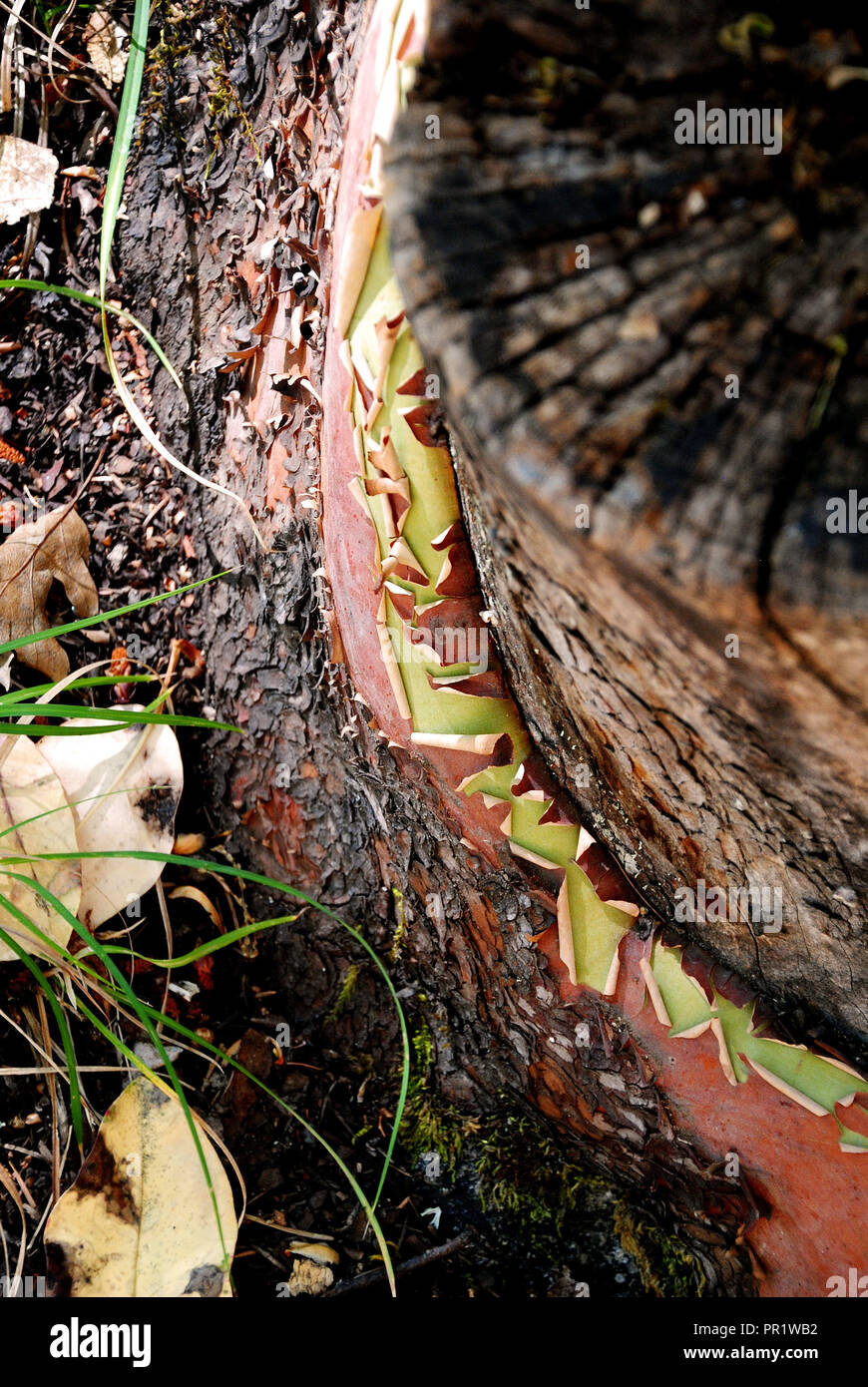 L'écorce verte et rouge peeling à partir d'un arbre (ou Pacific madrone Arbutus menziesii) trouvés sur le chemin à Lithia Park, Ashland, Oregon Banque D'Images