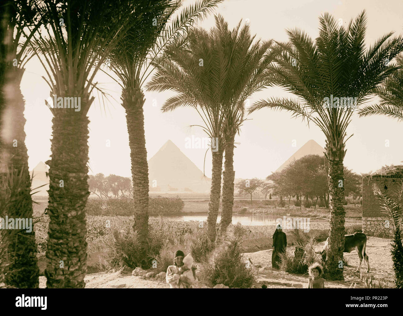 L'Égypte. Types d'agriculture. Champs de maïs & palmgrove (pyramides vu par palms). 1934, l'Égypte Banque D'Images