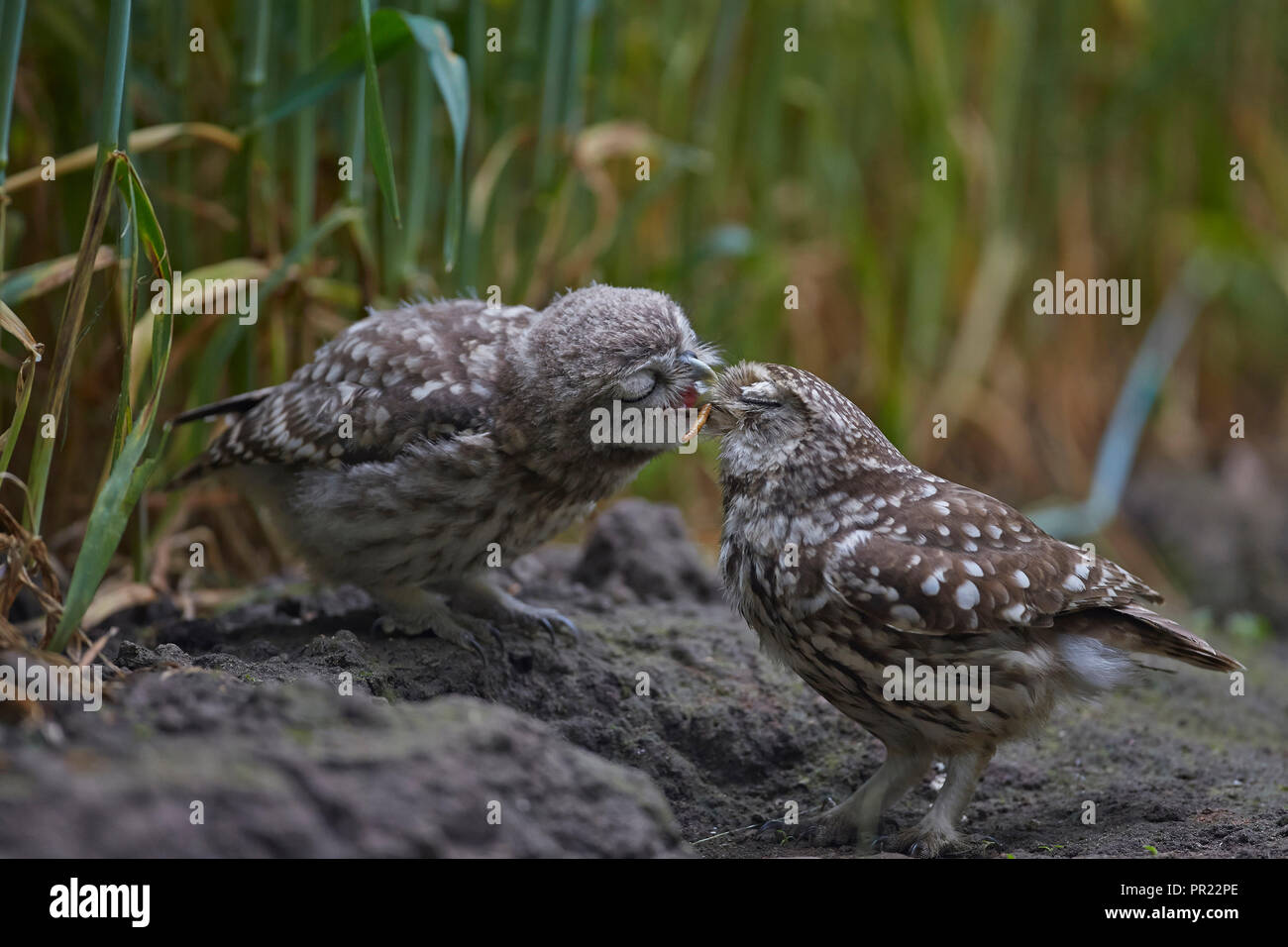 Chouette Cheveche Athene Noctua Nourrir Bebe Phalene East Yorkshire Uk La Mere Et L Enfant Photo Stock Alamy