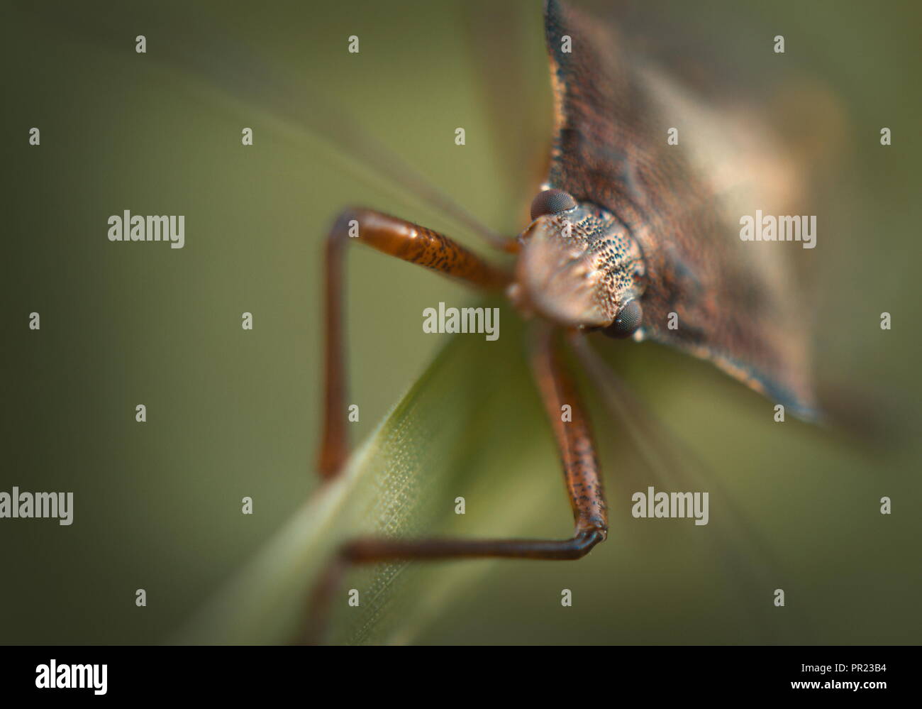 Insect on Leaf Banque D'Images