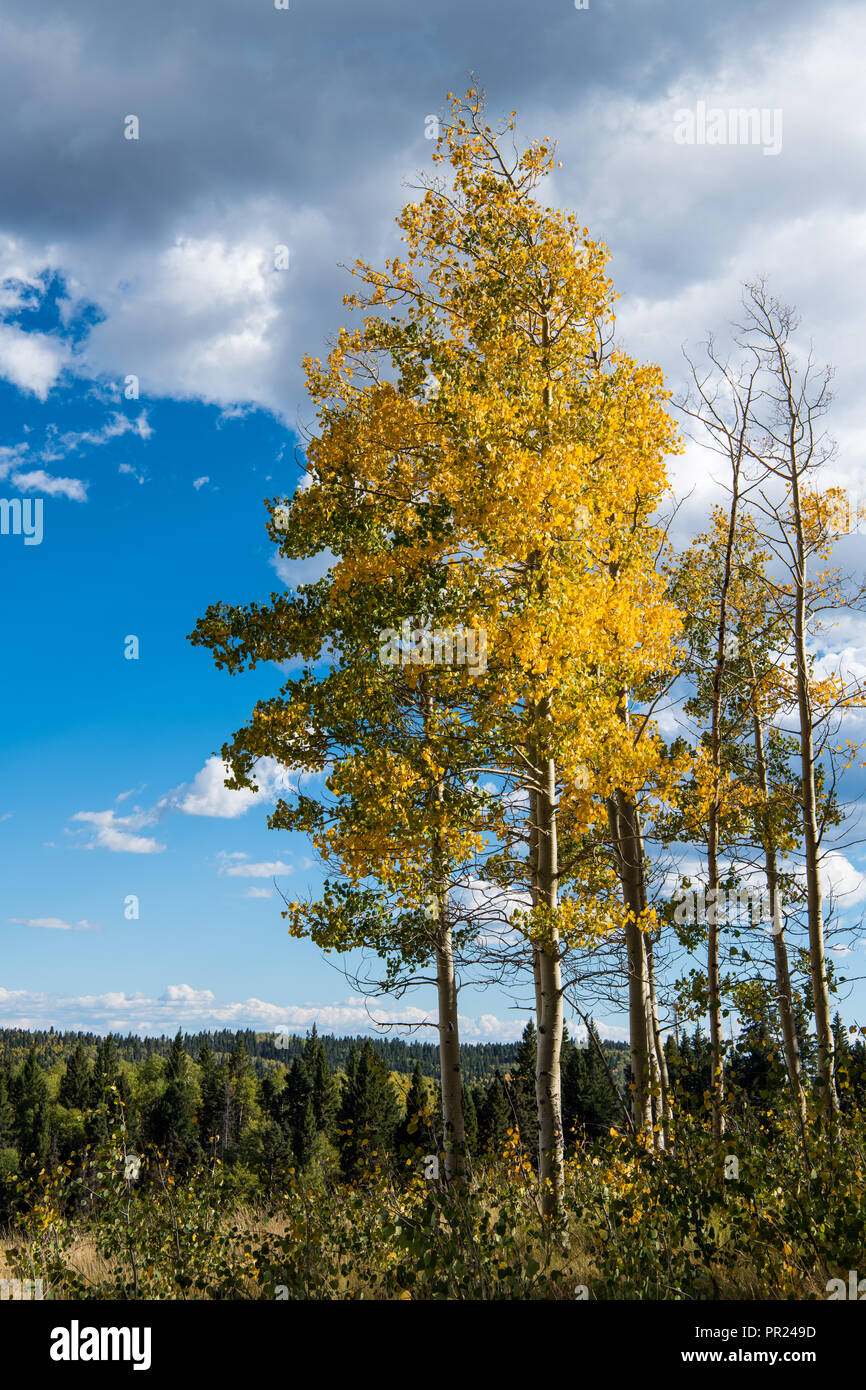 Scène d'automne d'un aspen grove avec le feuillage jaune doré tournant sous un superbe ciel bleu et nuages blancs - orientation verticale Banque D'Images