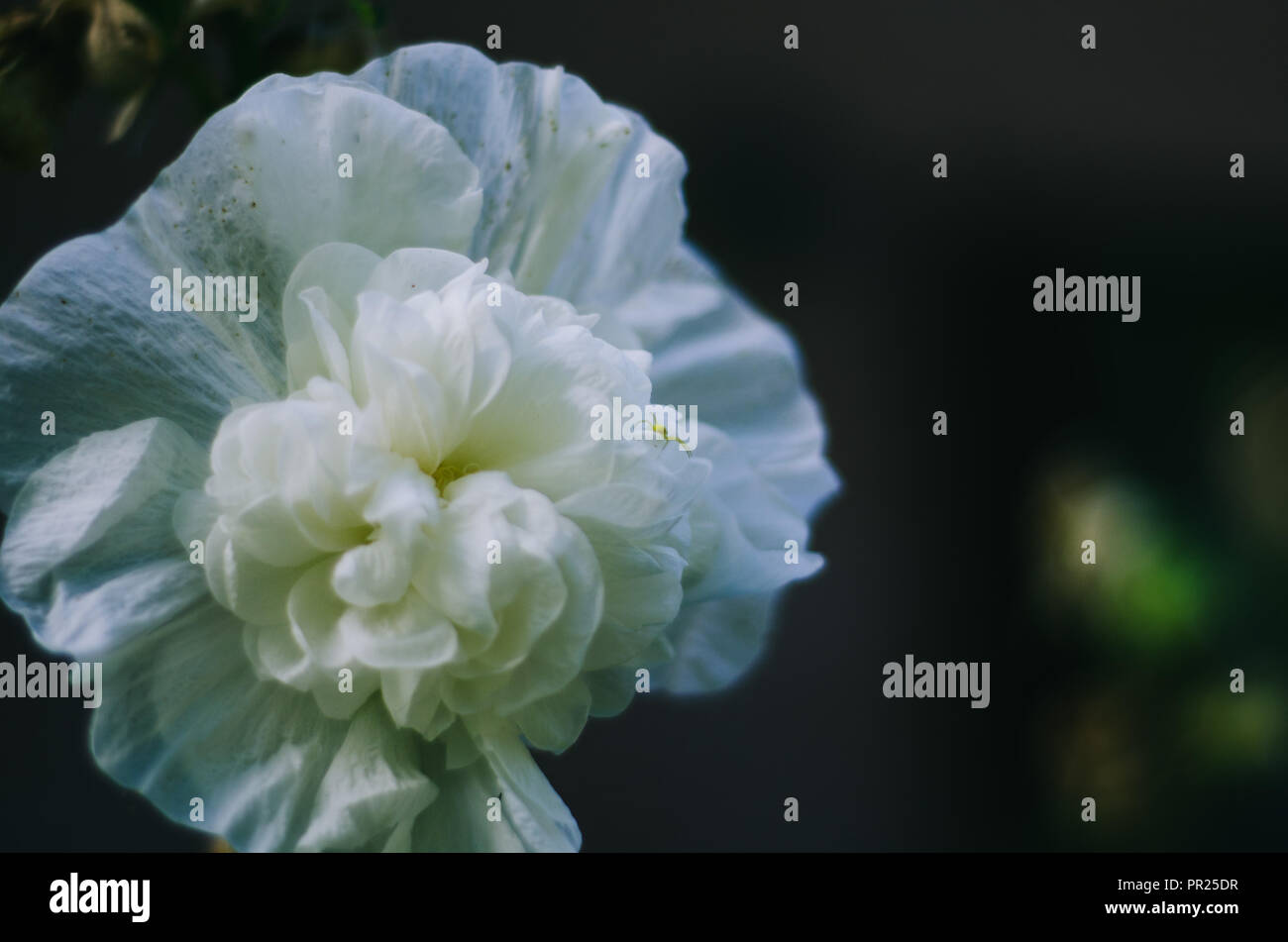 Blanc fleur macro sur un background sombre avec darkish couleurs. Fleurs plein cadre simple, très grand. Banque D'Images