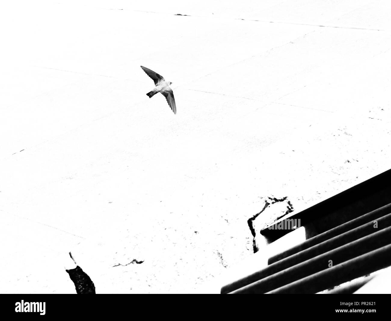 Le noir et blanc B&W Black bird flying sur un fond blanc avec des points noirs et de l'abrégé des escaliers. Vue de haut et veryesoteric résumé d'oiseaux. Banque D'Images