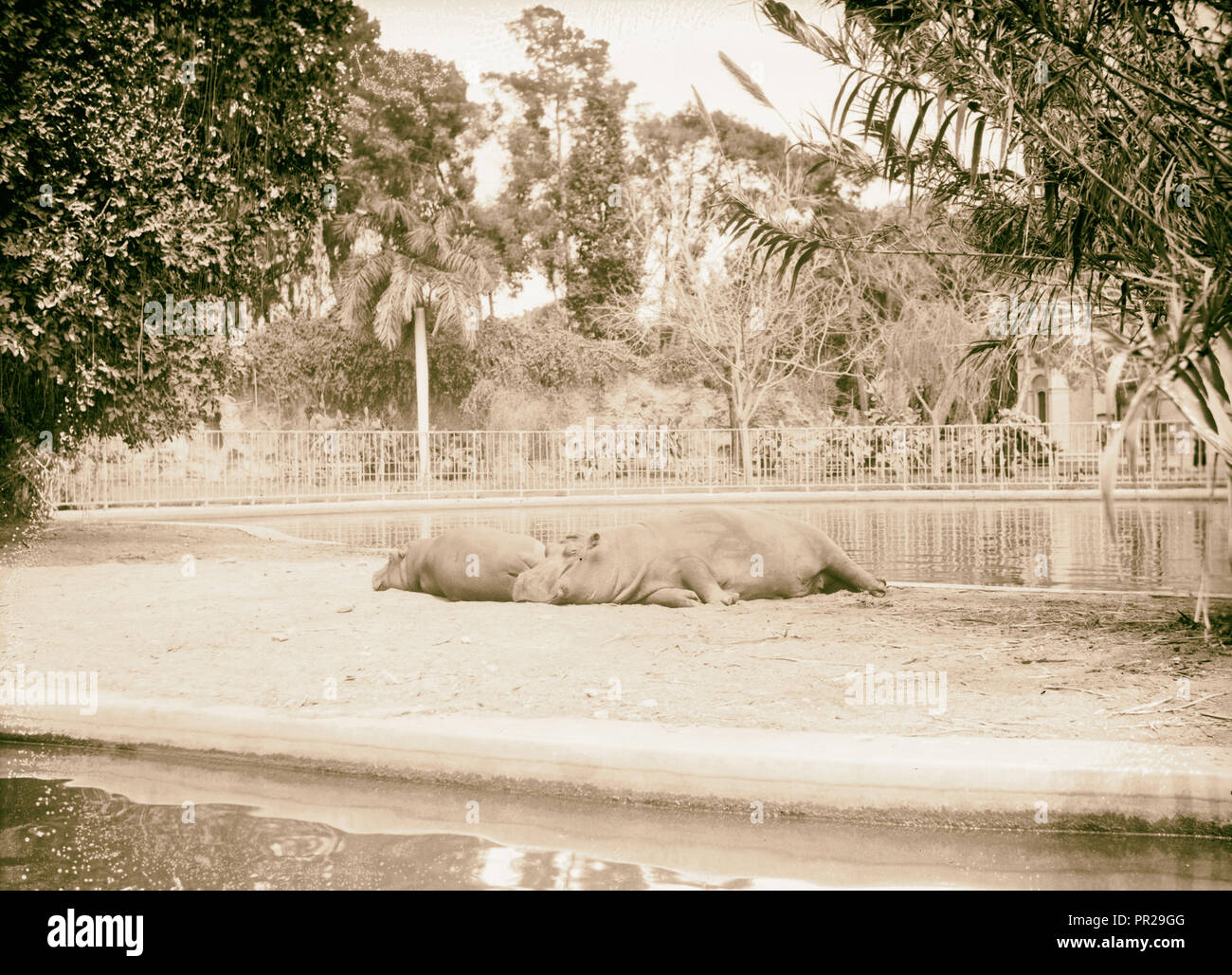 L'Égypte. Le Caire. Jardins zoologiques. Hippopotames. 1934, l'Égypte, Le Caire Banque D'Images
