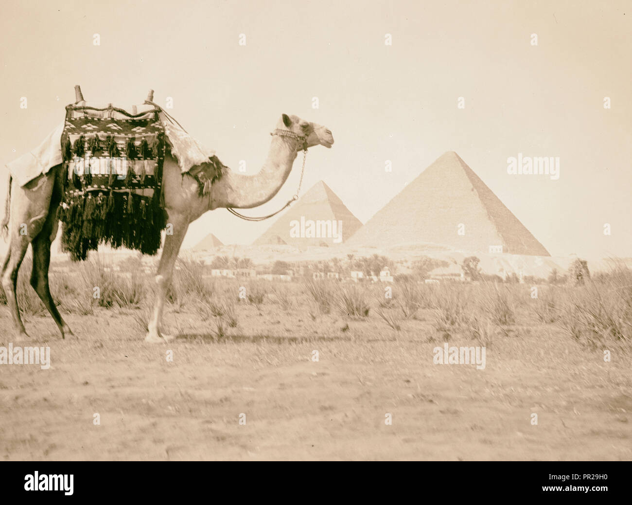 L'Égypte. Pyramides de Gizeh. Les trois Pyramds avec camel en premier plan proche. 1934, l'Égypte, Jīzah, Jizah Banque D'Images