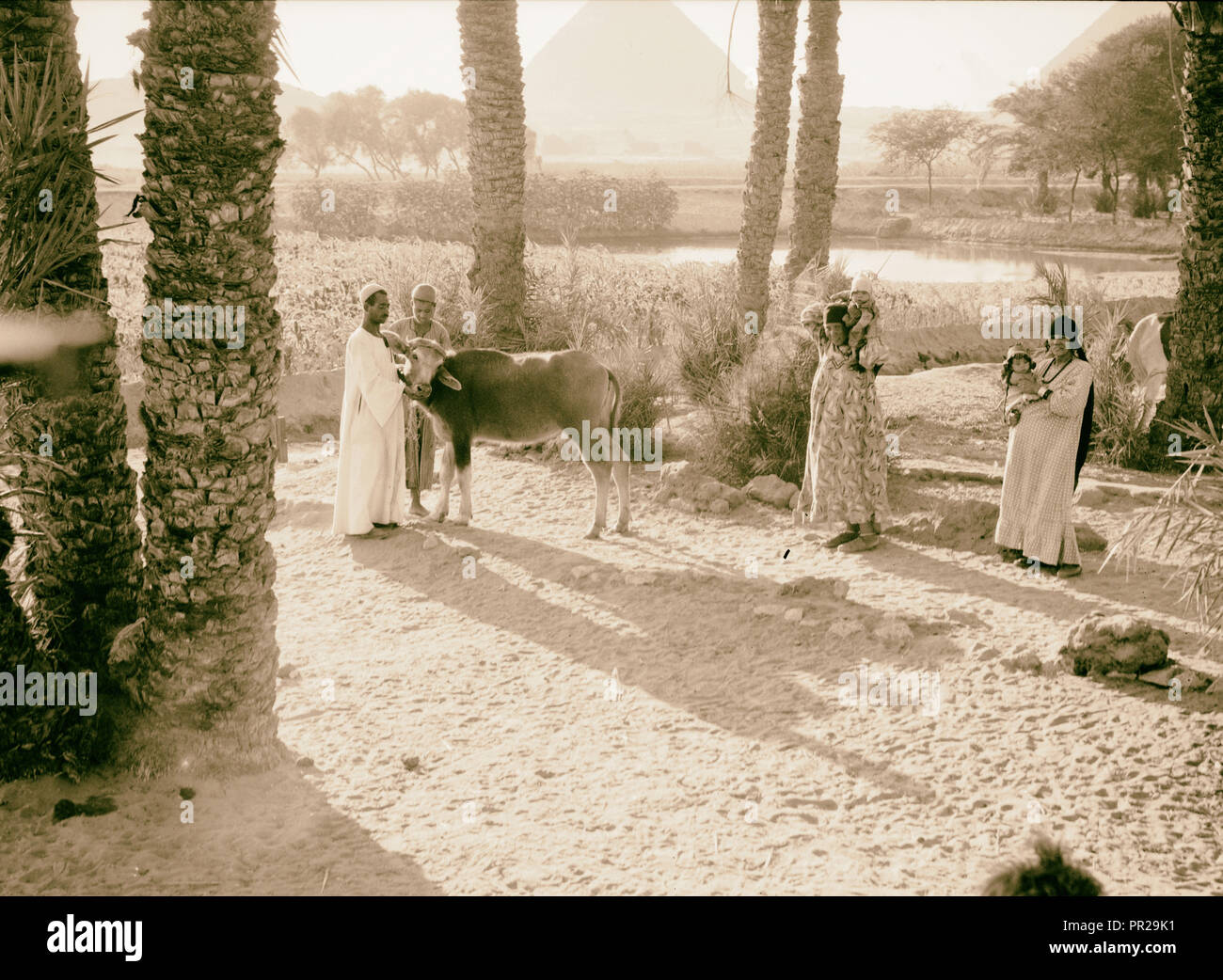 L'Égypte. Types d'agriculture. La vie paysanne d'un paleu landing. 1934, l'Égypte Banque D'Images