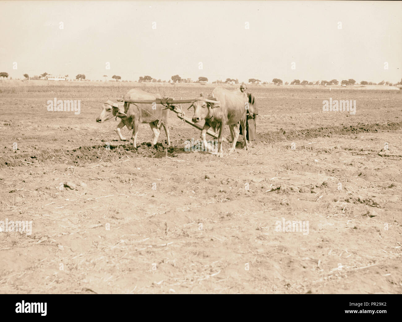 L'Égypte. Types d'agriculture. Labourage avec des buffles. 1934, l'Égypte Banque D'Images