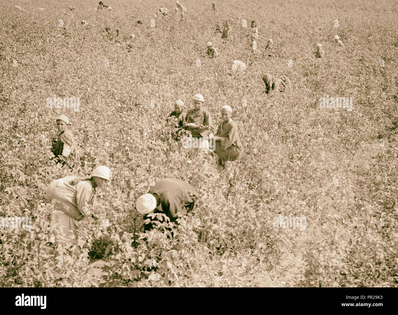 L'Égypte. Types d'agriculture. La cueillette du coton. 1934, l'Égypte Banque D'Images