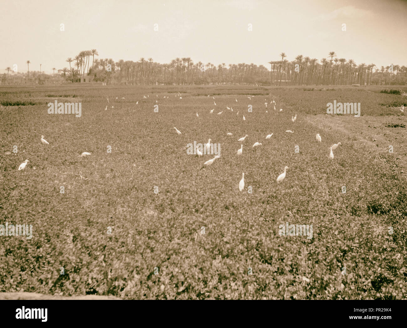 L'Égypte. Types d'agriculture. Les aigrettes blanches déjeunant dans un champ cultivé. 1934, l'Égypte Banque D'Images
