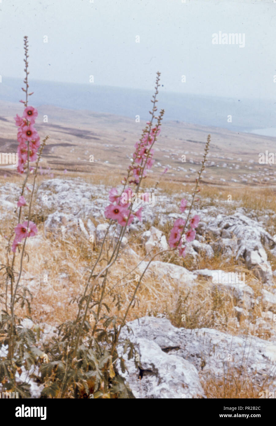 Types et de caractère, etc. Pink roses trémières en Galilée. 1950, Israël Banque D'Images