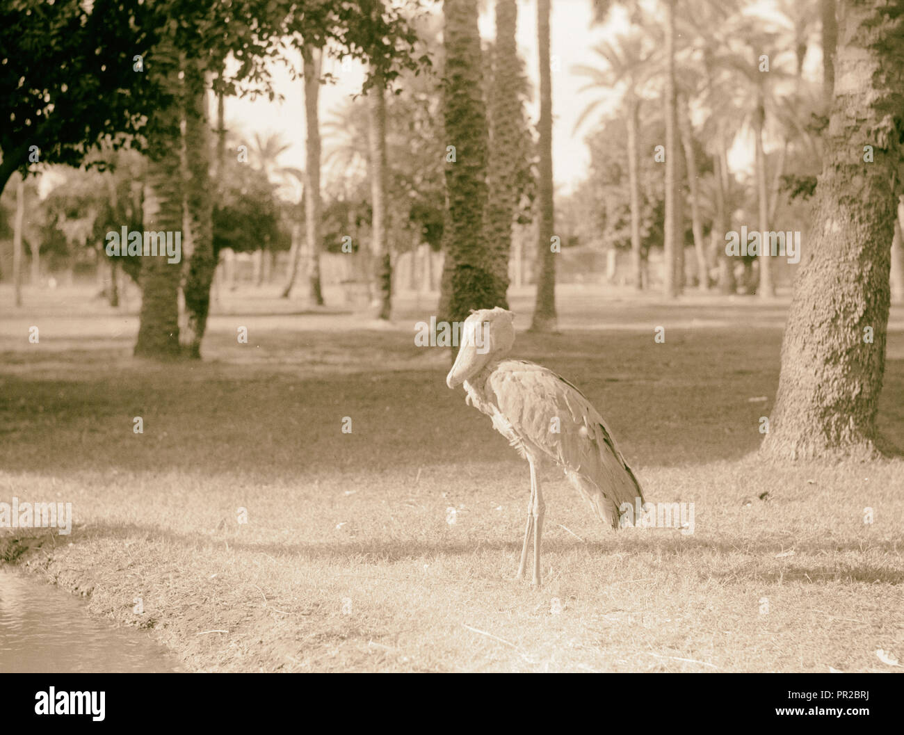 Le Soudan. Khartoum. Zoo de Khartoum. Un vieux sage service bill (Balaeniceps rex). Khartoum, Soudan, 1936 Banque D'Images