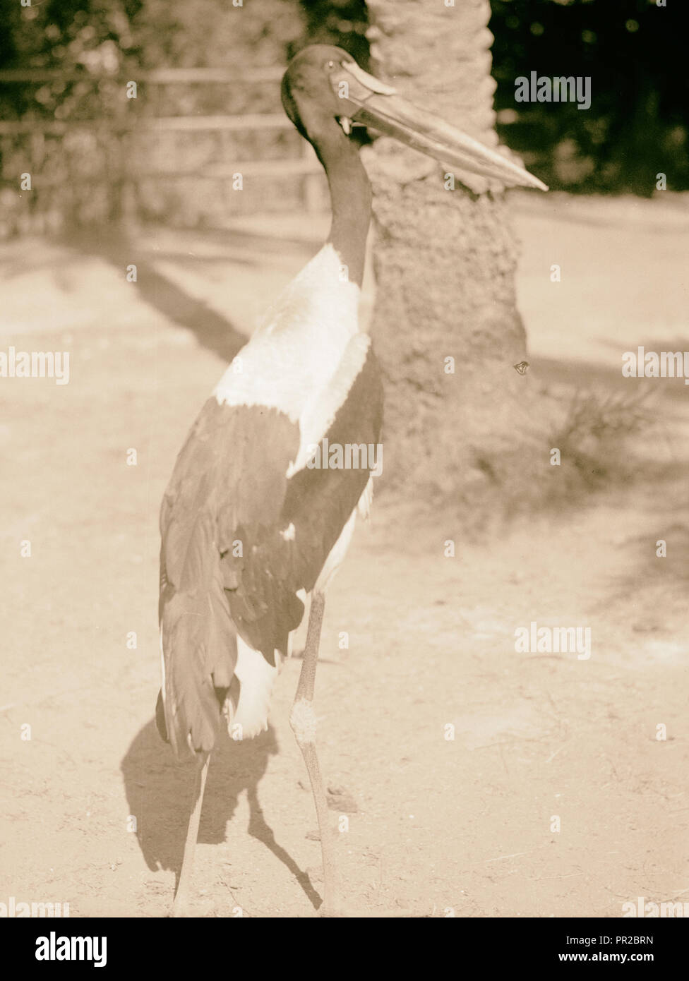 Le Soudan. Khartoum. Zoo de Khartoum. Le projet de loi rouge (Ephippiorhynchus senegalensis). Khartoum, Soudan, 1936 Banque D'Images