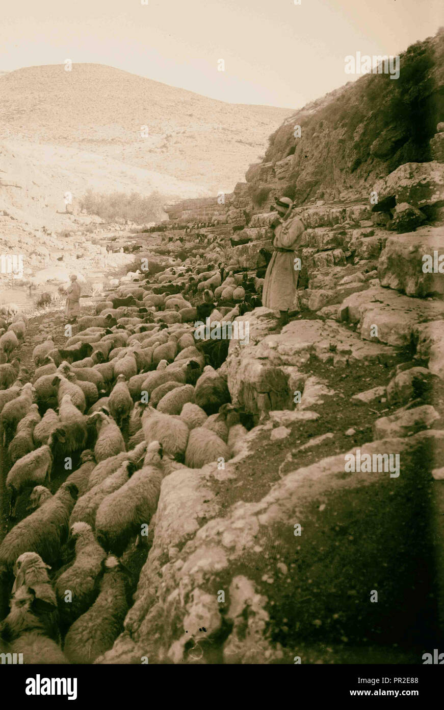 12h00 reste de la brebis. 1900, au Moyen-Orient, Israël et/ou Palestine Banque D'Images