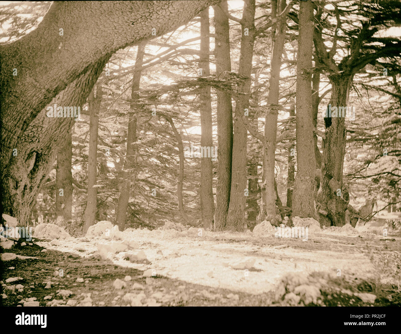 Cedar Grove. Cèdres du Liban. Un bouquet de grands arbres tout droit. 1920, au Liban Banque D'Images