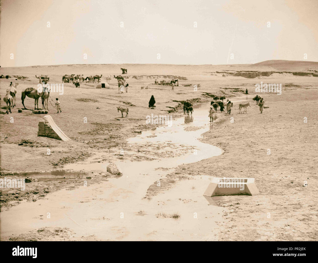 Bersabée et environs. La Bière (Saba). Wadi Schellal. Un centre d'arrosage. Les chameaux boire d'une desert Brook. 1920, Israël Banque D'Images