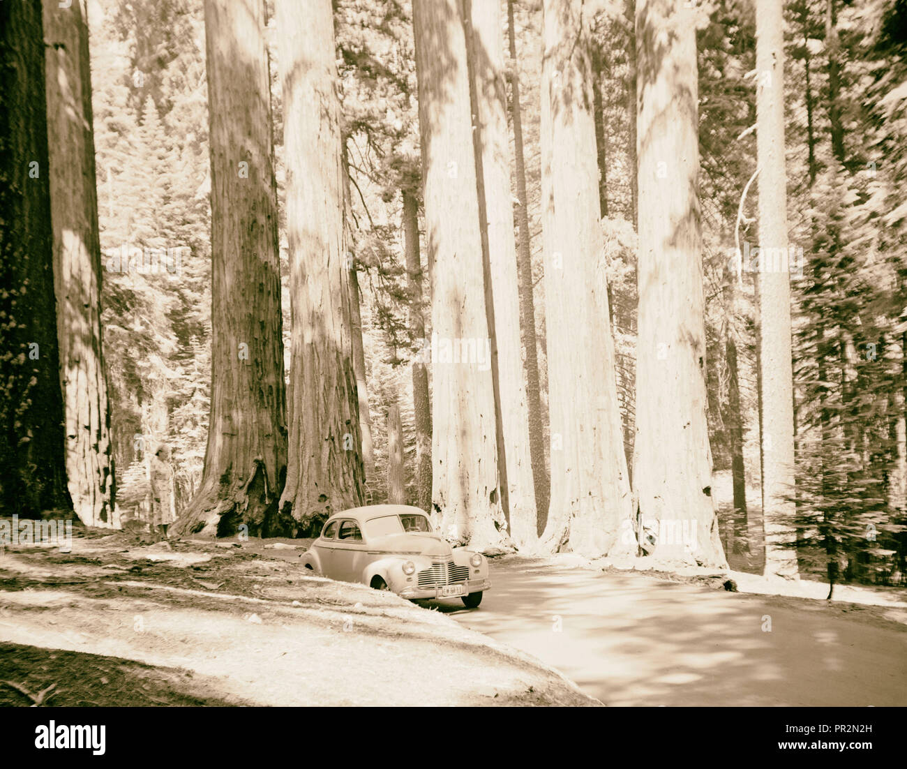 Sequoia National Park, septembre 1957 Le tunnel log. Le Congrès groupe ?. 1957, Californie, USA Banque D'Images