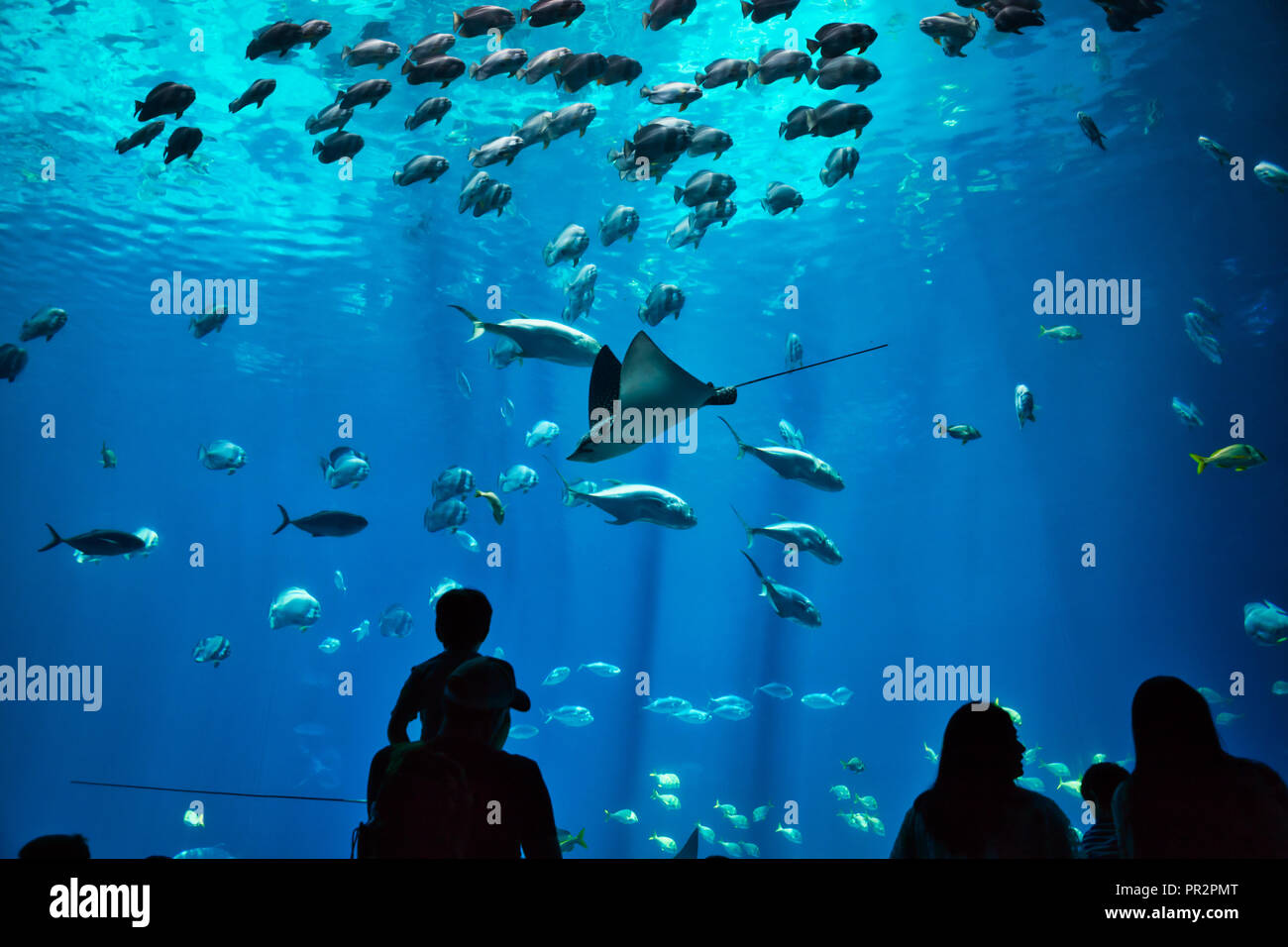 Père et fils ainsi que d'autres silhouettes non identifiables à admirer les poissons et les rayons x dans un aquarium géant, l'eau bleue Banque D'Images