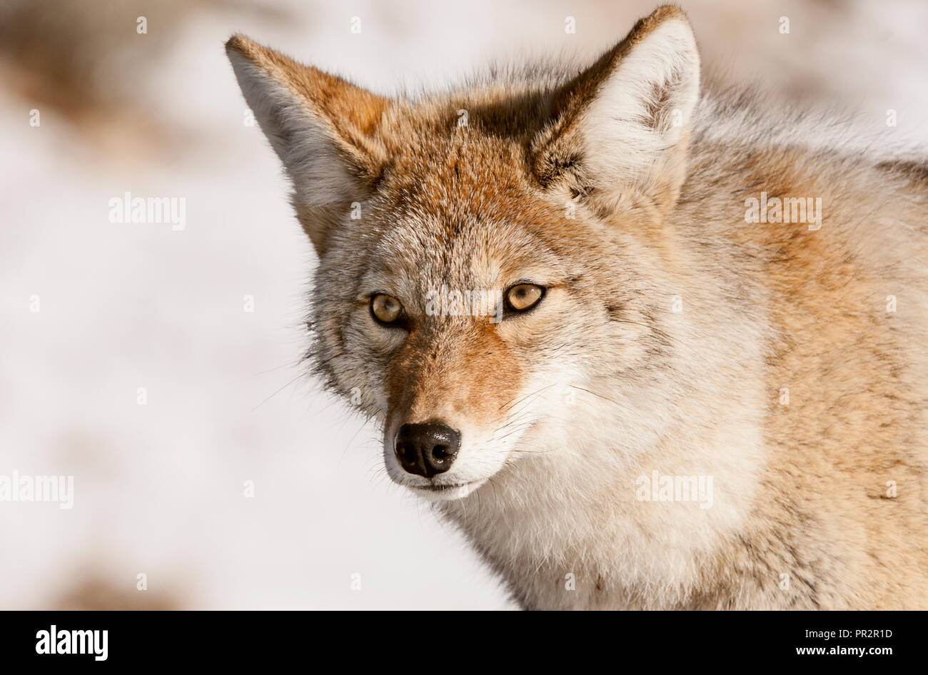 Le Coyote ; chasse les souris ; l'hiver, le Parc National de Yellowstone, Wyoming Banque D'Images
