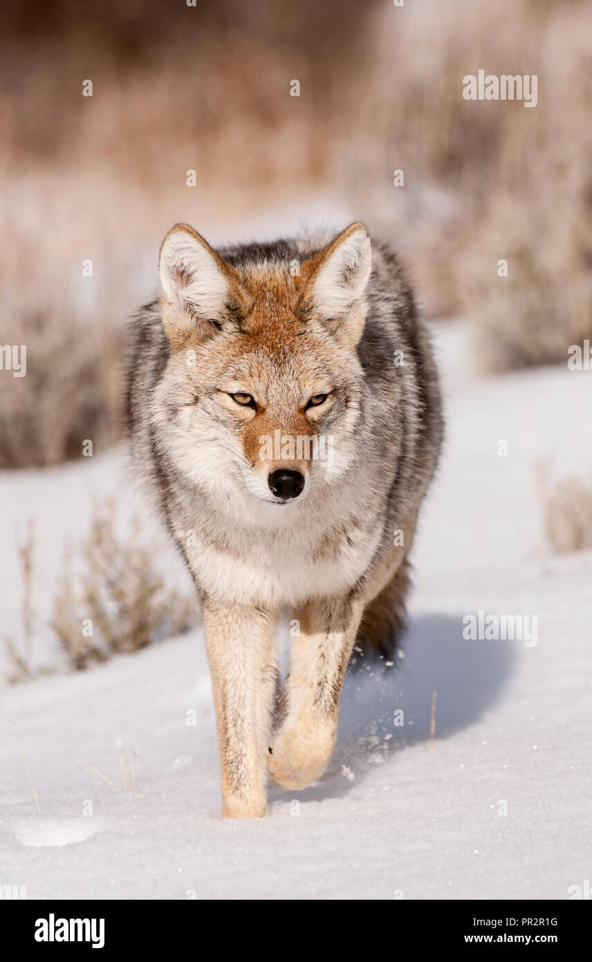 Le Coyote ; chasse les souris ; l'hiver, le Parc National de Yellowstone, Wyoming Banque D'Images