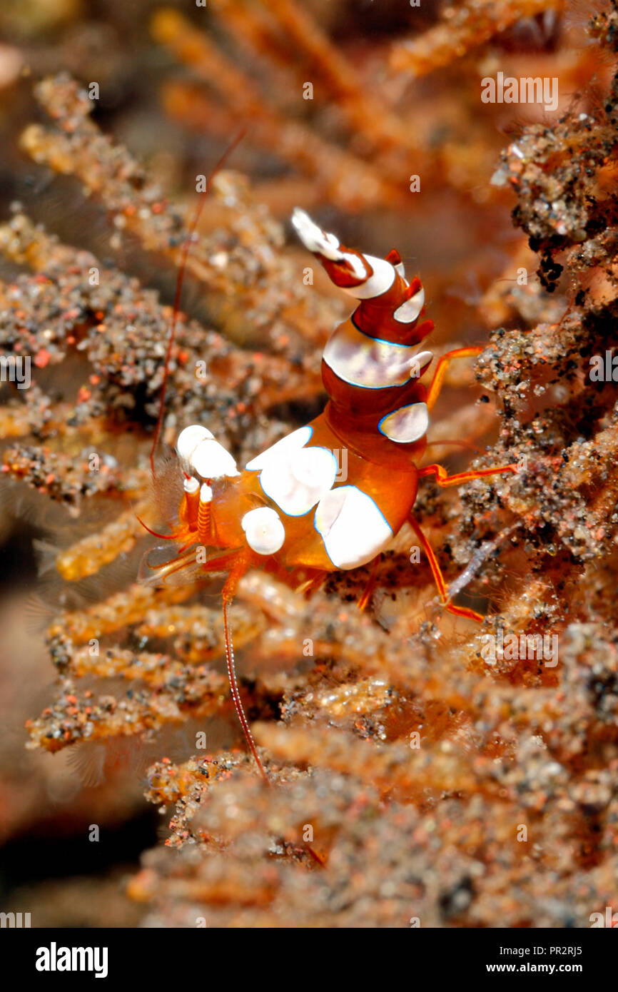 Crevettes, Thor amboinensis sexy. Tulamben, Bali, Indonésie. La mer de Bali, de l'Océan Indien Banque D'Images