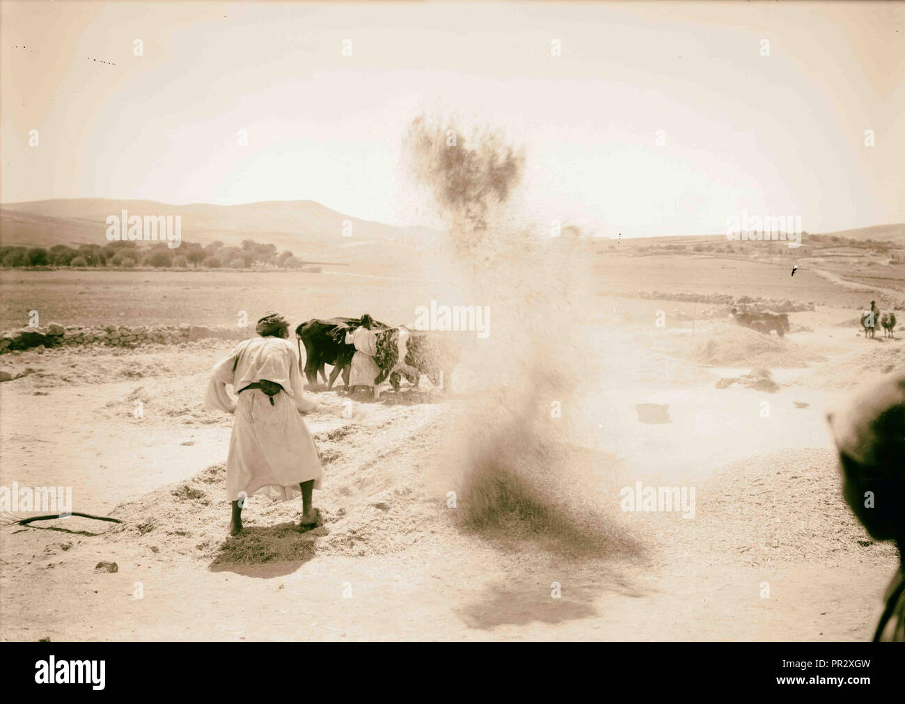 La récolte et le battage des scènes de plancher dans l'histoire de Ruth et Boaz 1898, Moyen-Orient, Israël et/ou Palestine Banque D'Images