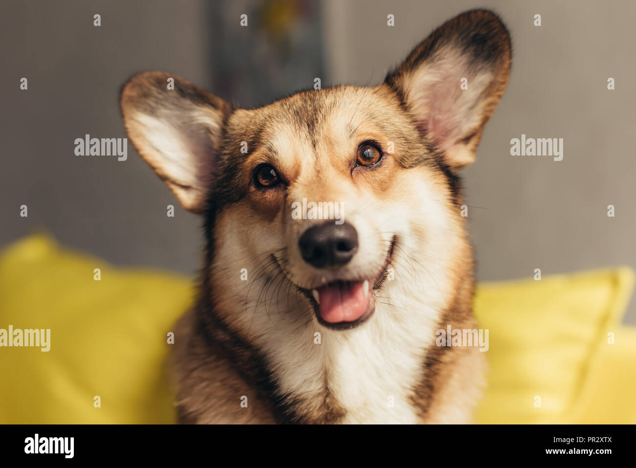 Pembroke Welsh Corgi chien mignon Banque D'Images