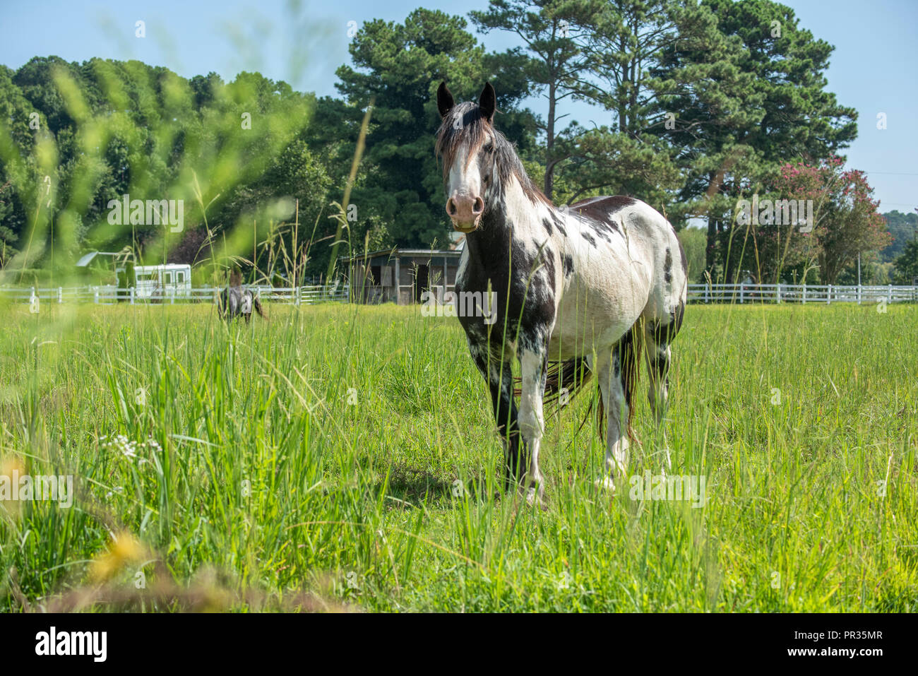 Spotted horse en pâturage avec des hautes herbes et grange Banque D'Images