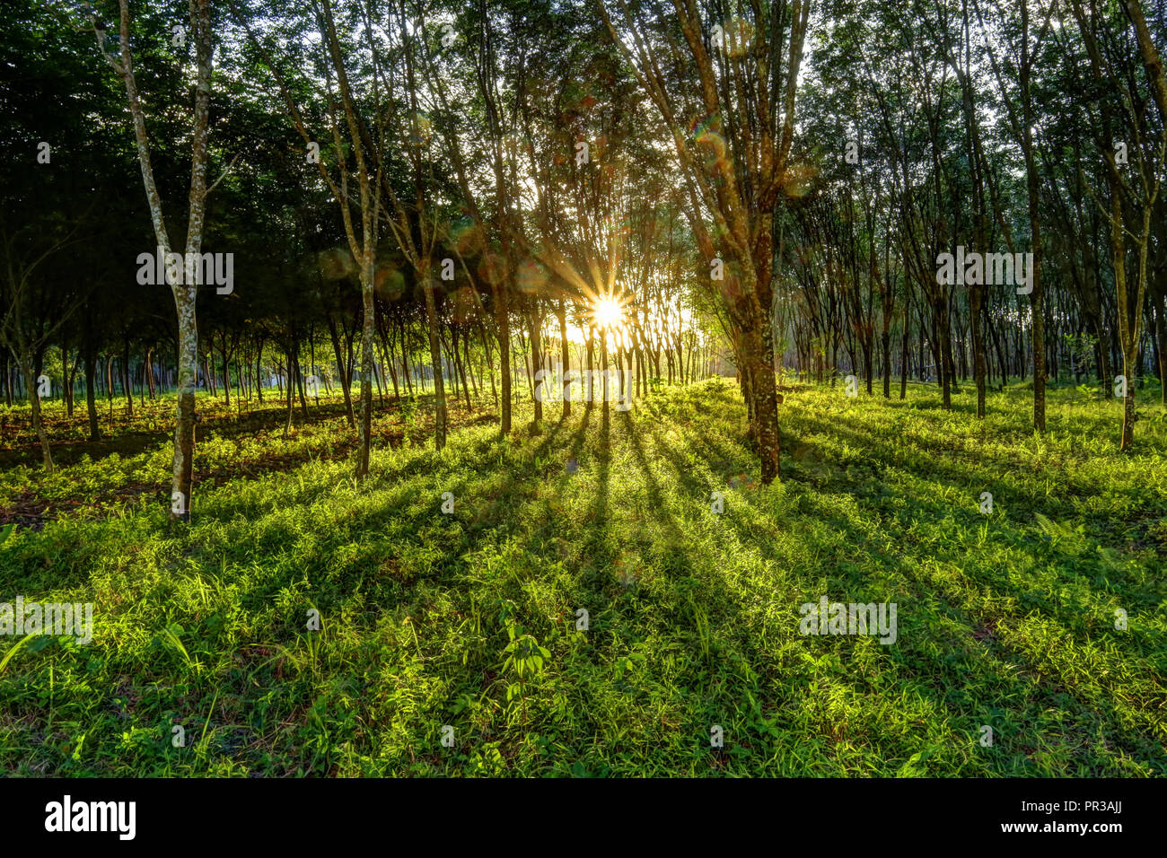 Coucher du soleil au moyen d'une plantation de caoutchouc, bois Parawood dans le sud de la Thaïlande Banque D'Images