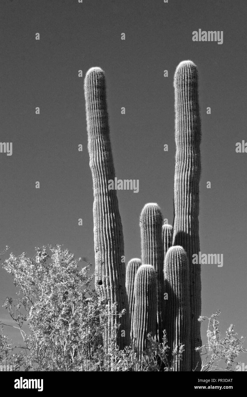 Noir et Blanc Famille Saguaro Cactus Désert Banque D'Images