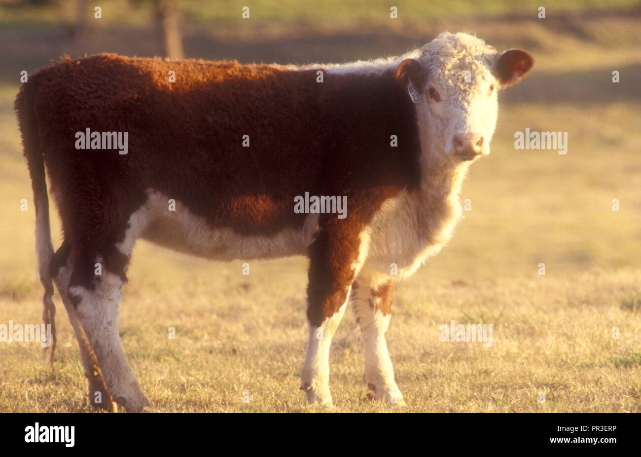 VACHE DE BOEUF HEREFORD REGARDANT VERS LA CAMÉRA, RÉGION DE HAWKESBURY, ZONE RURALE DE LA NOUVELLE-GALLES DU SUD, AUSTRALIE Banque D'Images