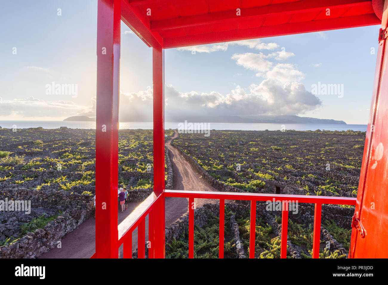 Vignobles à l'intérieur des parois de lave à Criacao Velha au coucher du soleil. Pico, Açores, Portugal Banque D'Images