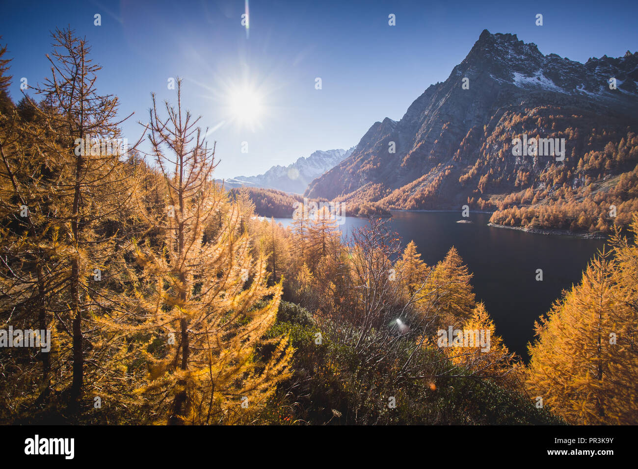 Mélèzes colorés près du lac Devero, en automne, l'Alpe Veglia et parc naturel Alpe Devero, Baceno, Verbano Cusio Ossola province, Piémont, Italie Banque D'Images