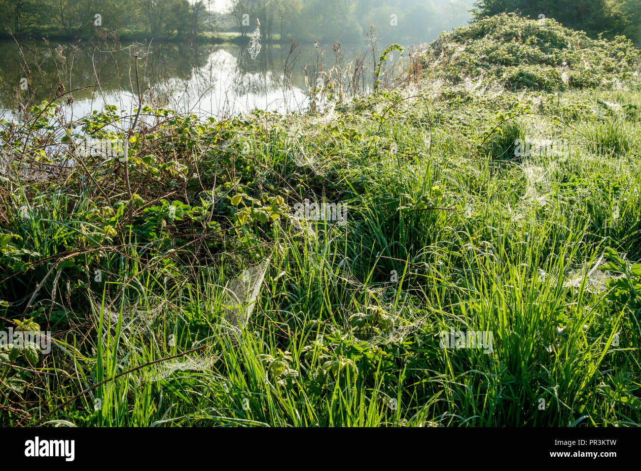 Tôt le matin, la rosée sur les toiles d'araignée (araignées) et l'herbe haute de la rivière Trent, Lancashire, England, UK Banque D'Images