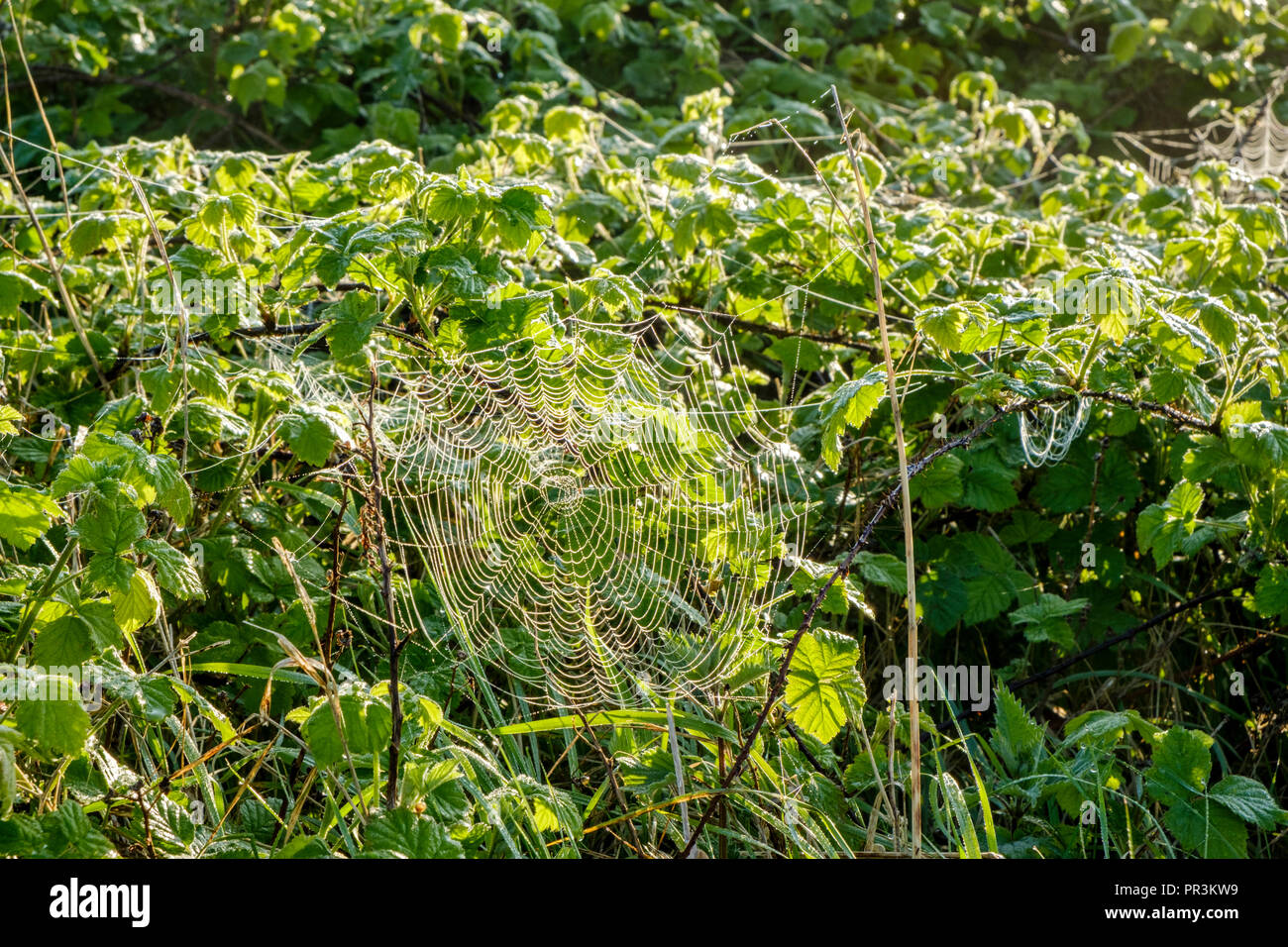 Début de la rosée du matin et la lumière du soleil sur une toile d'araignée tissée au fil d'une douille, Lancashire, England, UK Banque D'Images