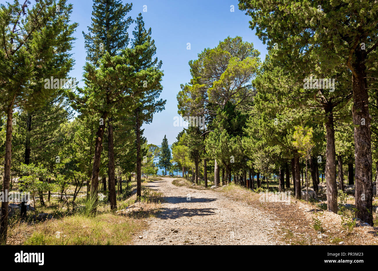 Bois de pins près de Makarska village, belle nature croate Banque D'Images