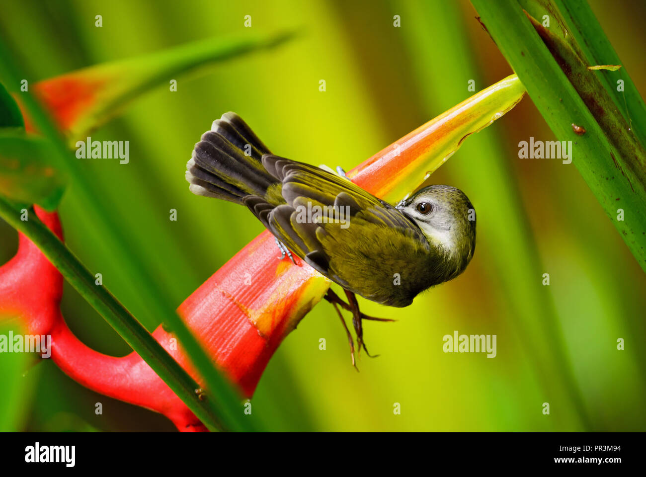 Peu Spiderhunter - Arachnothera longirostra, belle peu colorés de sunbird les forêts, les boisés et les jardins de la Thaïlande. Banque D'Images