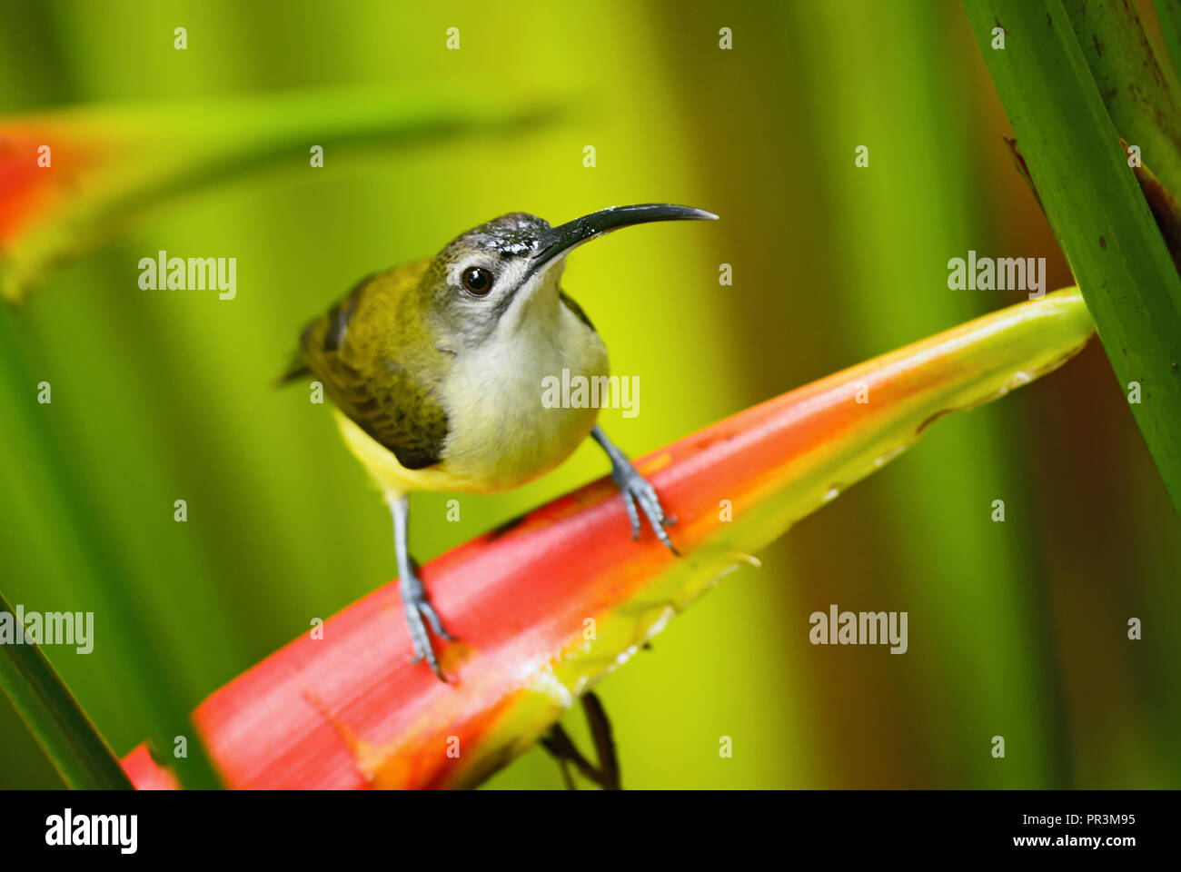 Peu Spiderhunter - Arachnothera longirostra, belle peu colorés de sunbird les forêts, les boisés et les jardins de la Thaïlande. Banque D'Images