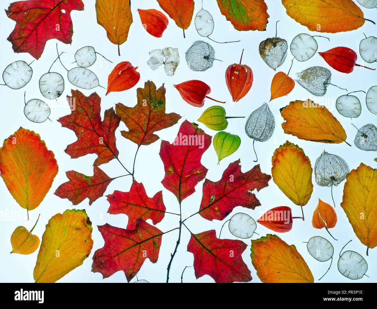 Jardin d'automne Mise en page avec les feuilles d'automne l'honnêteté des semences et des lanternes chinoises Banque D'Images