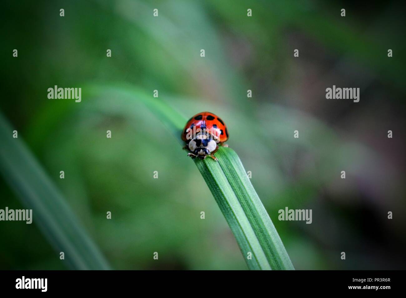 Nature et macro photographie Ladybug Banque D'Images