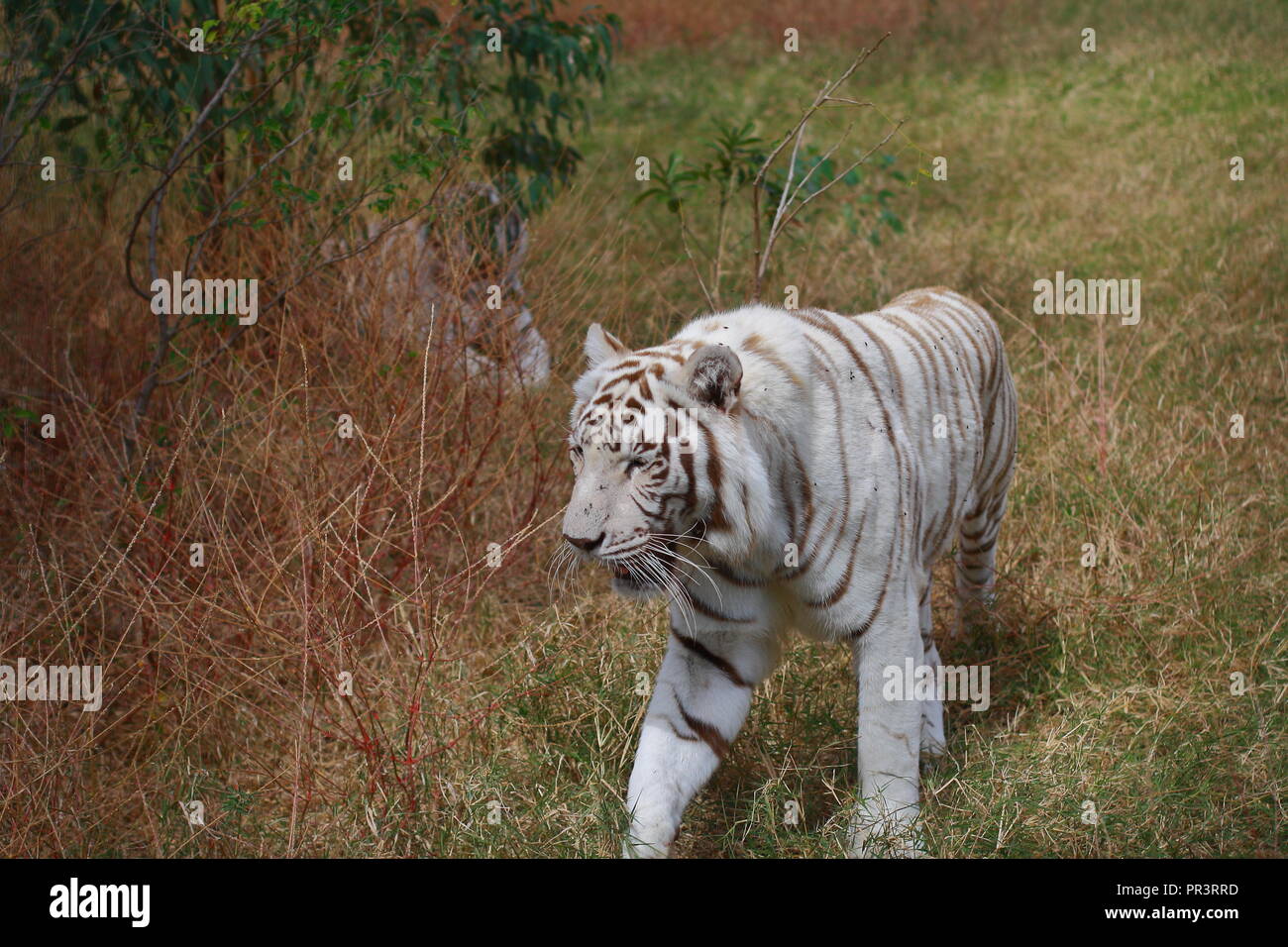 Tigre à peau blanche sur un arbre. Banque D'Images